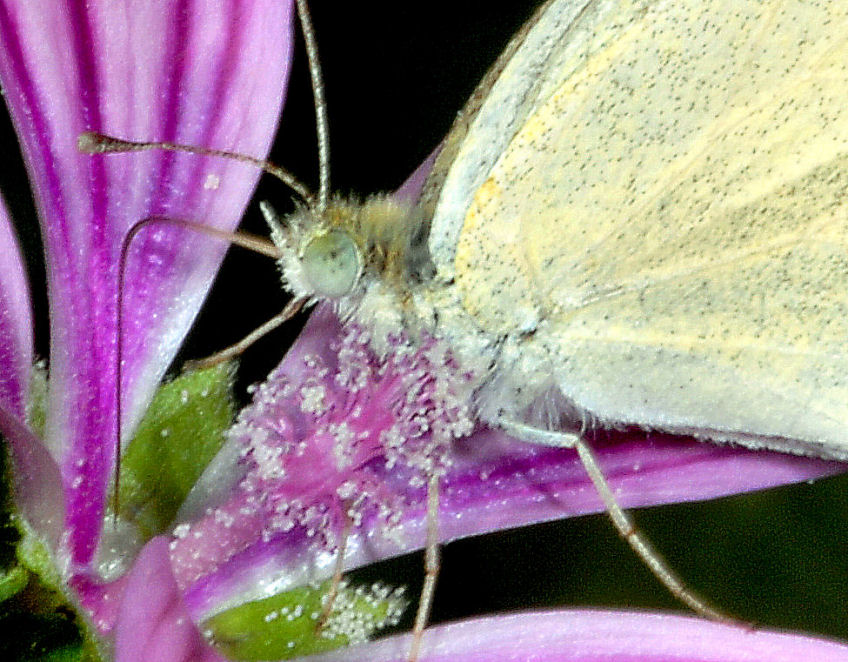 Farfalla e ape in volo